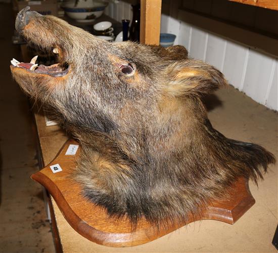 Mounted boars head